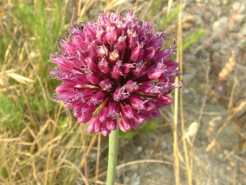 Allium nigrum ?